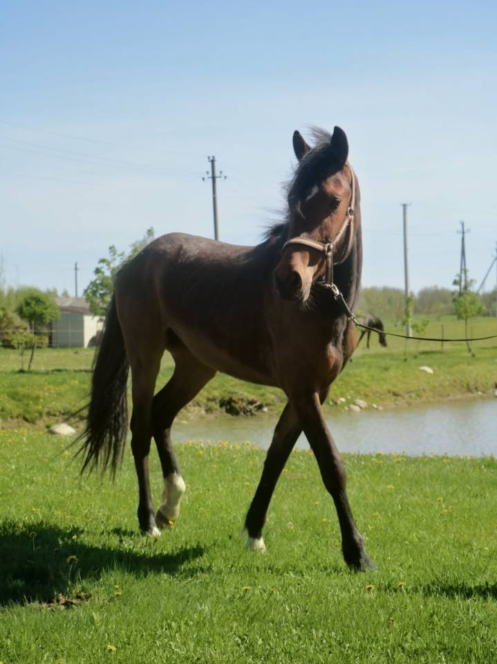 Perspective mare for sale