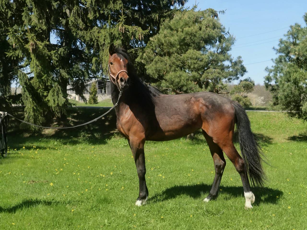 Perspective mare for sale
