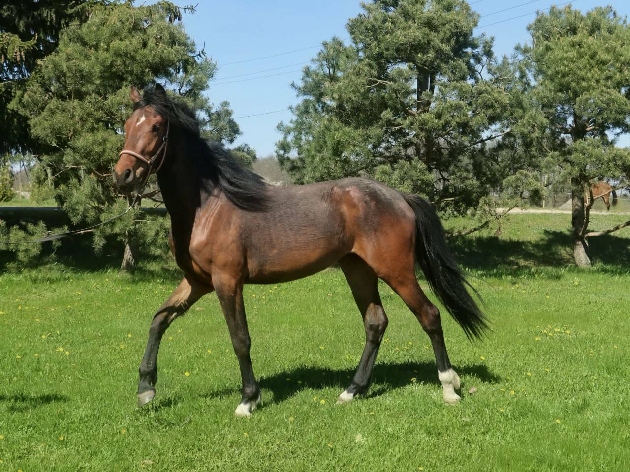 Perspective mare for sale