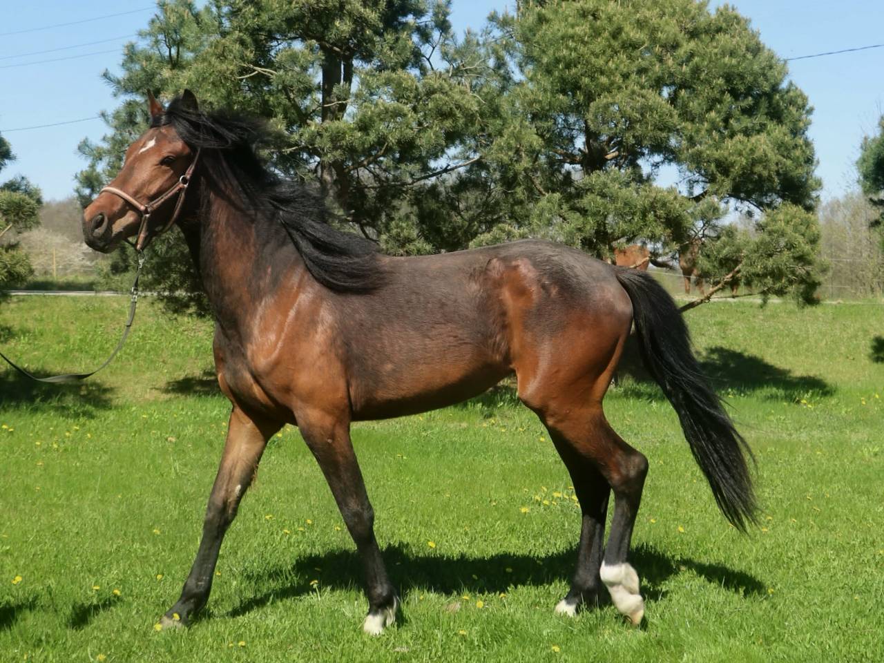 Perspective mare for sale