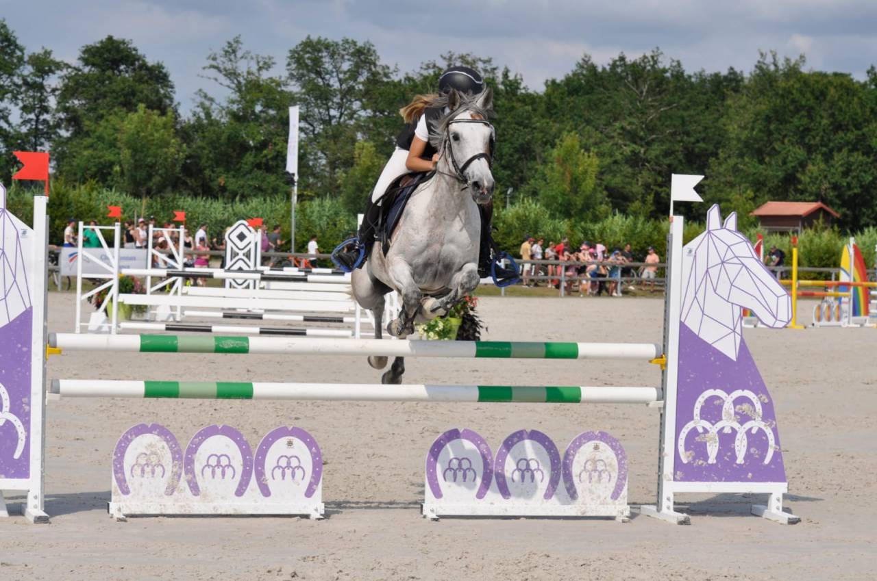 Mare Other Pony Breed For sale 2013 Bay