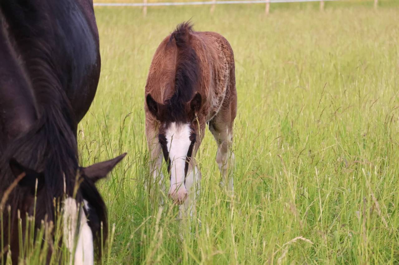 Filly Shire For sale 2026 Black