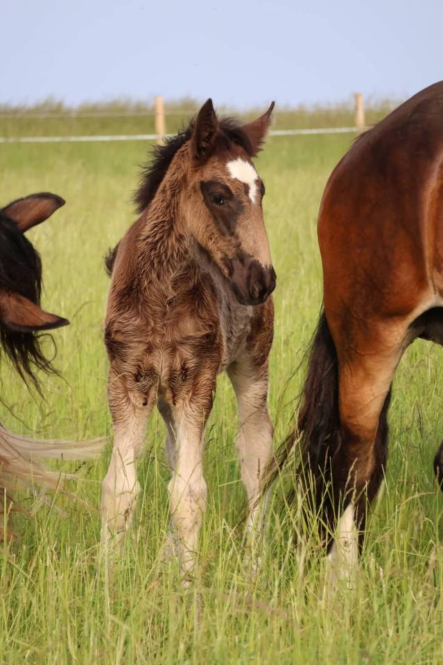 Filly Shire For sale 2026 Black