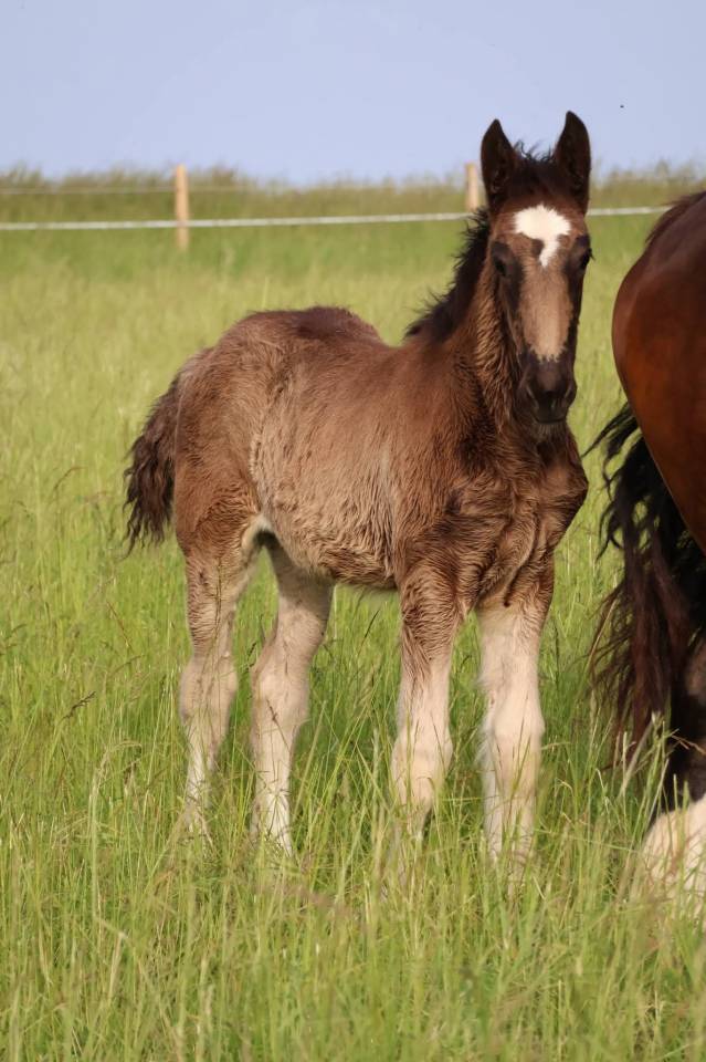 Filly Shire For sale 2026 Black