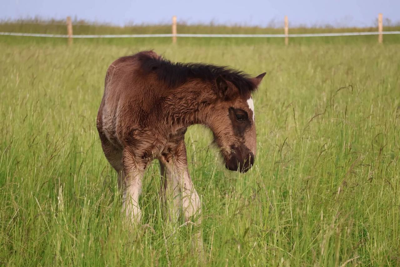Filly Shire For sale 2026 Black