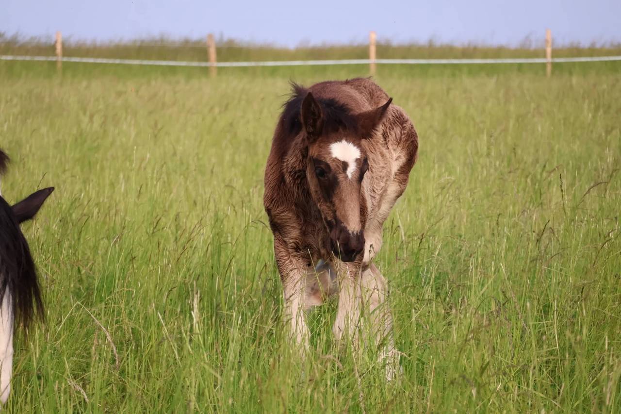 Filly Shire For sale 2026 Black
