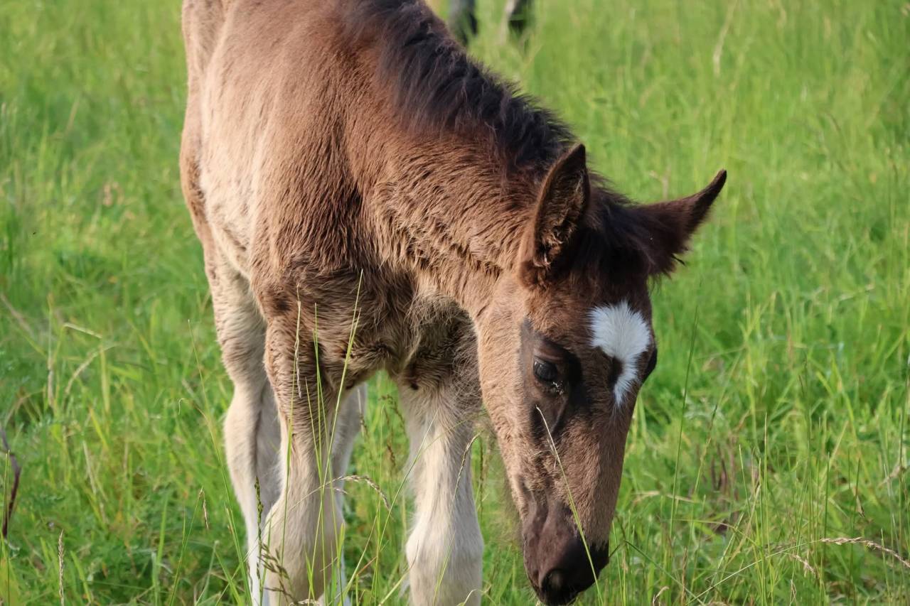 Filly Shire For sale 2026 Black
