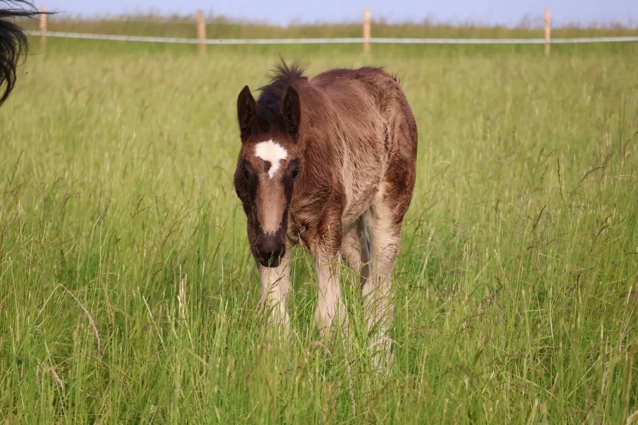 Filly Shire For sale 2026 Black