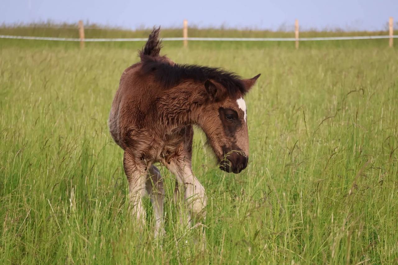 Filly Shire For sale 2026 Black