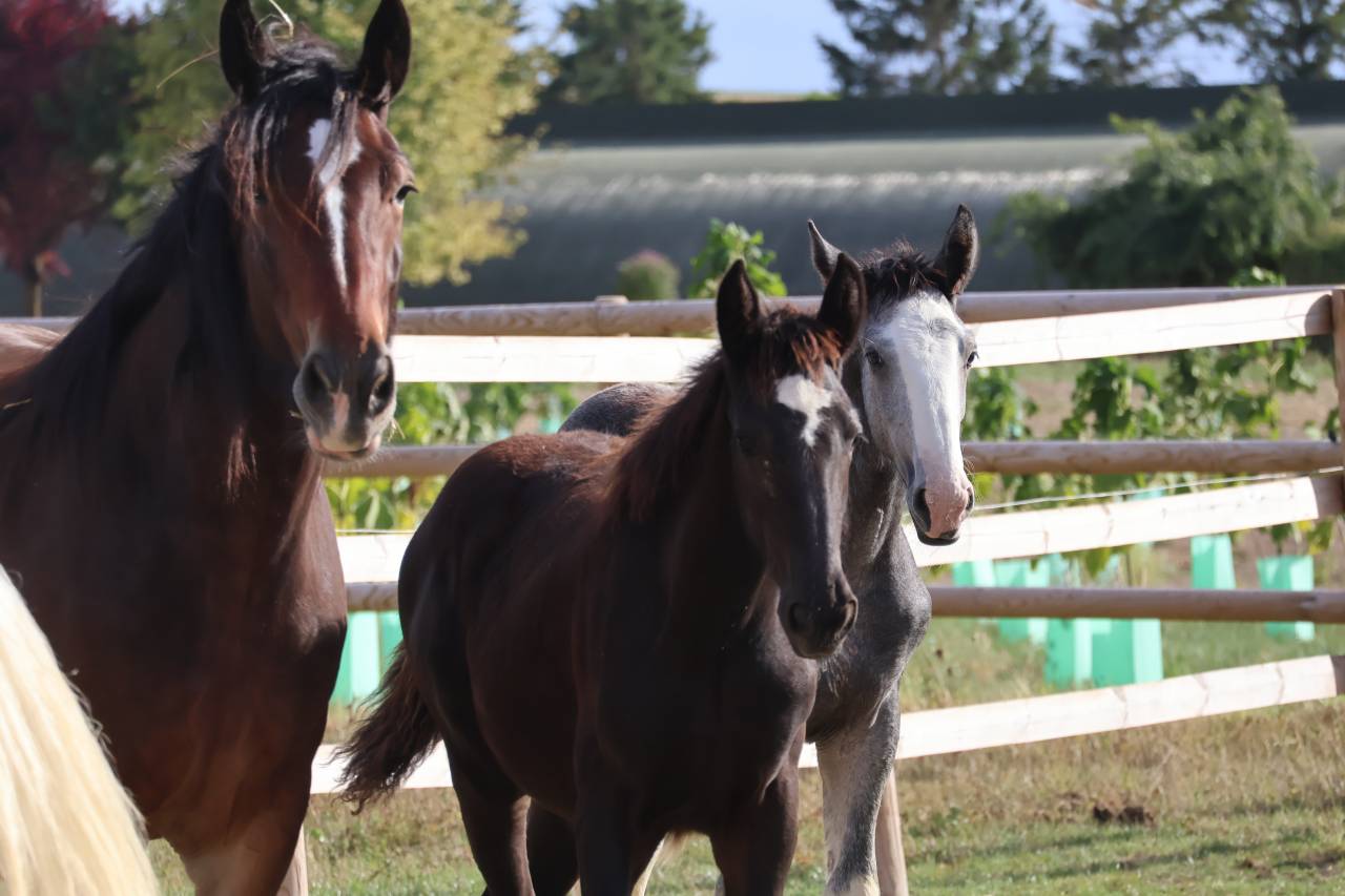 Filly Shire For sale 2026 Black