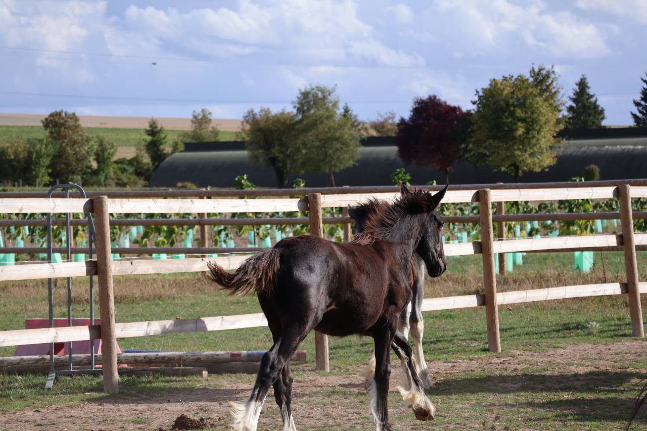 Filly Shire For sale 2026 Black