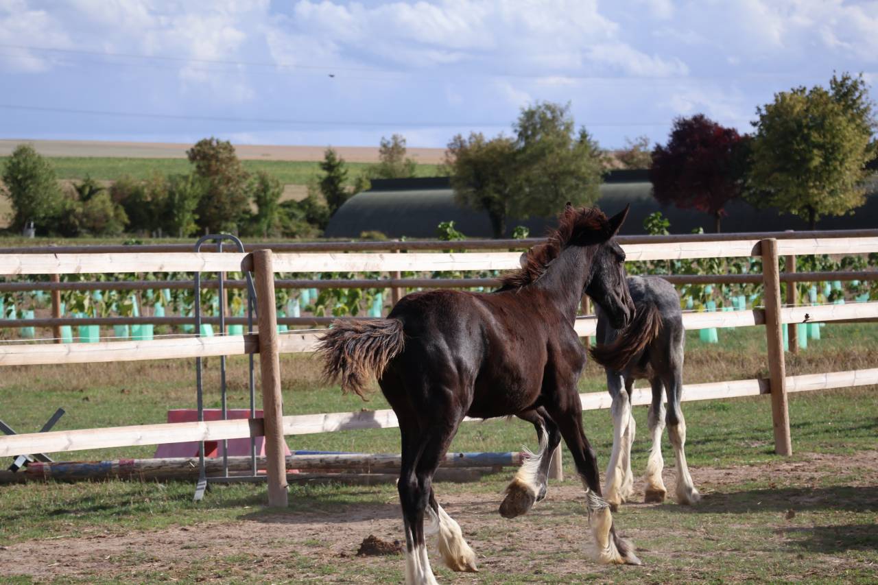 Filly Shire For sale 2026 Black