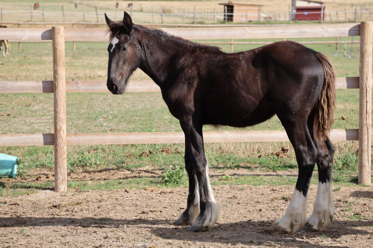Filly Shire For sale 2026 Black