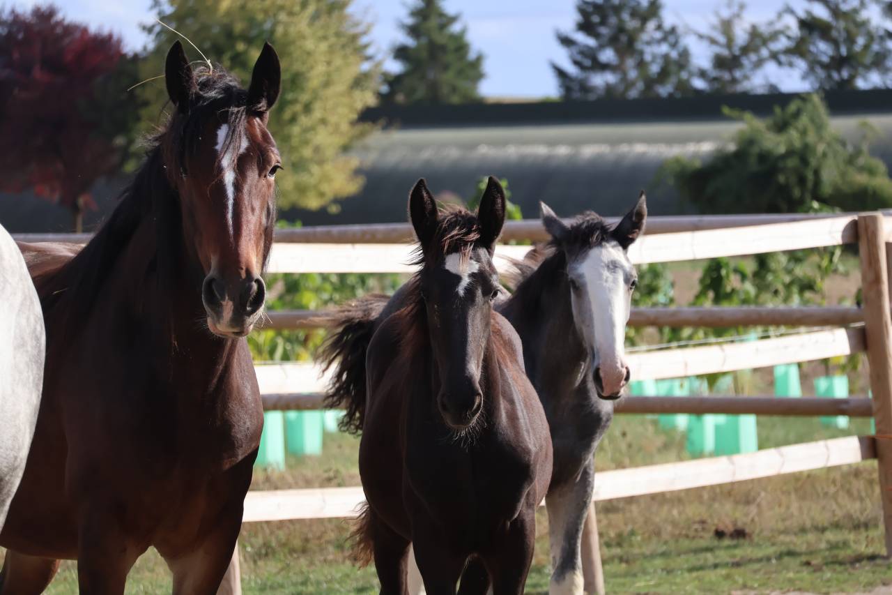 Filly Shire For sale 2026 Black