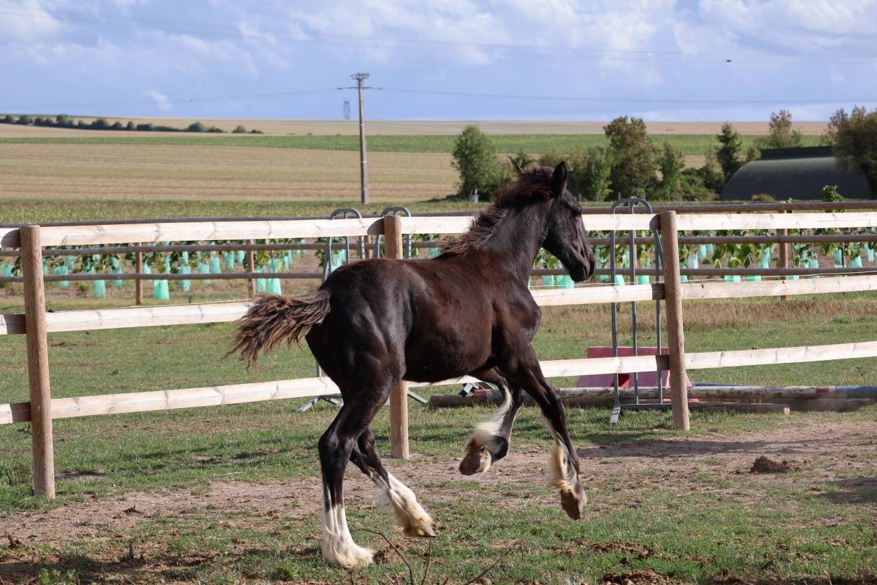 Filly Shire For sale 2026 Black