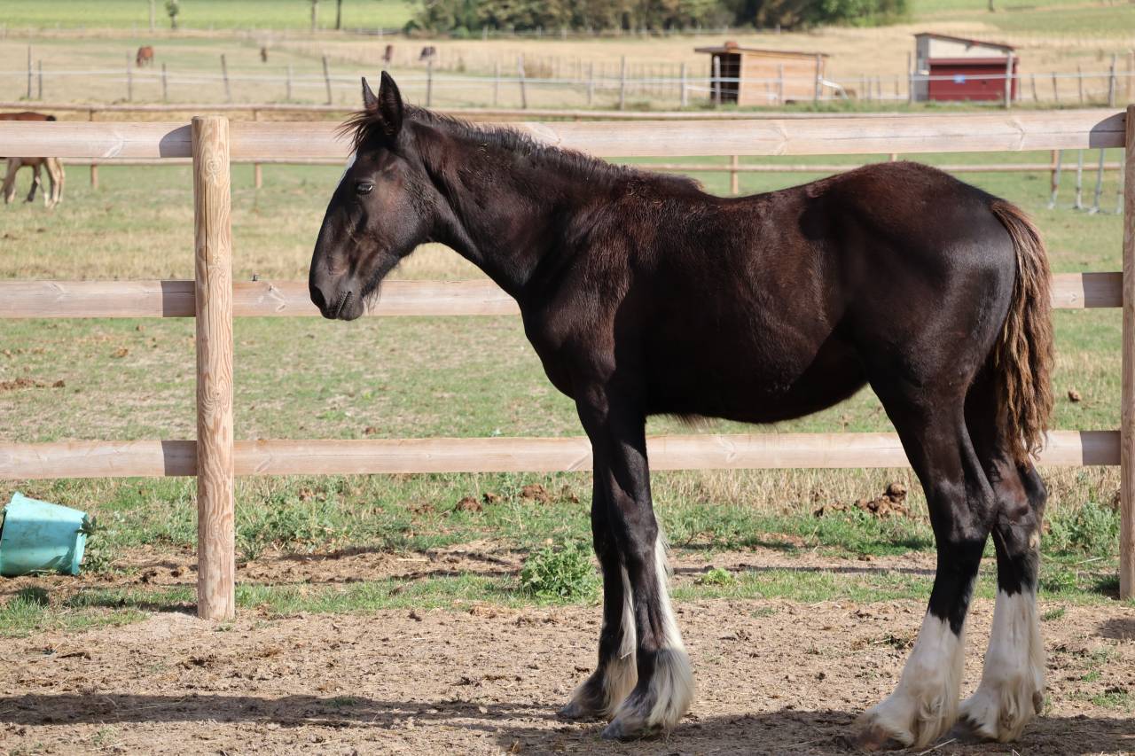 Filly Shire For sale 2026 Black