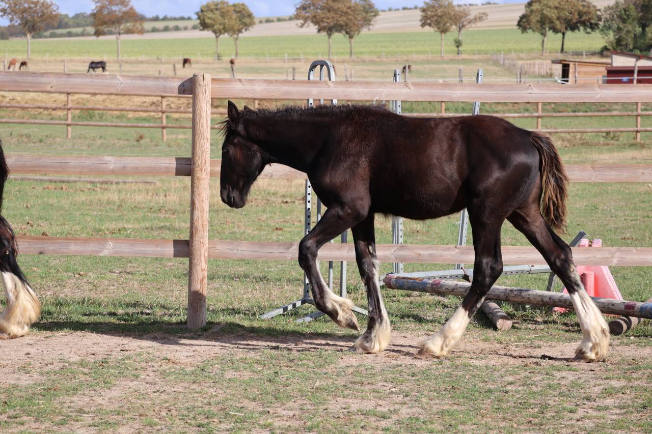 Filly Shire For sale 2026 Black