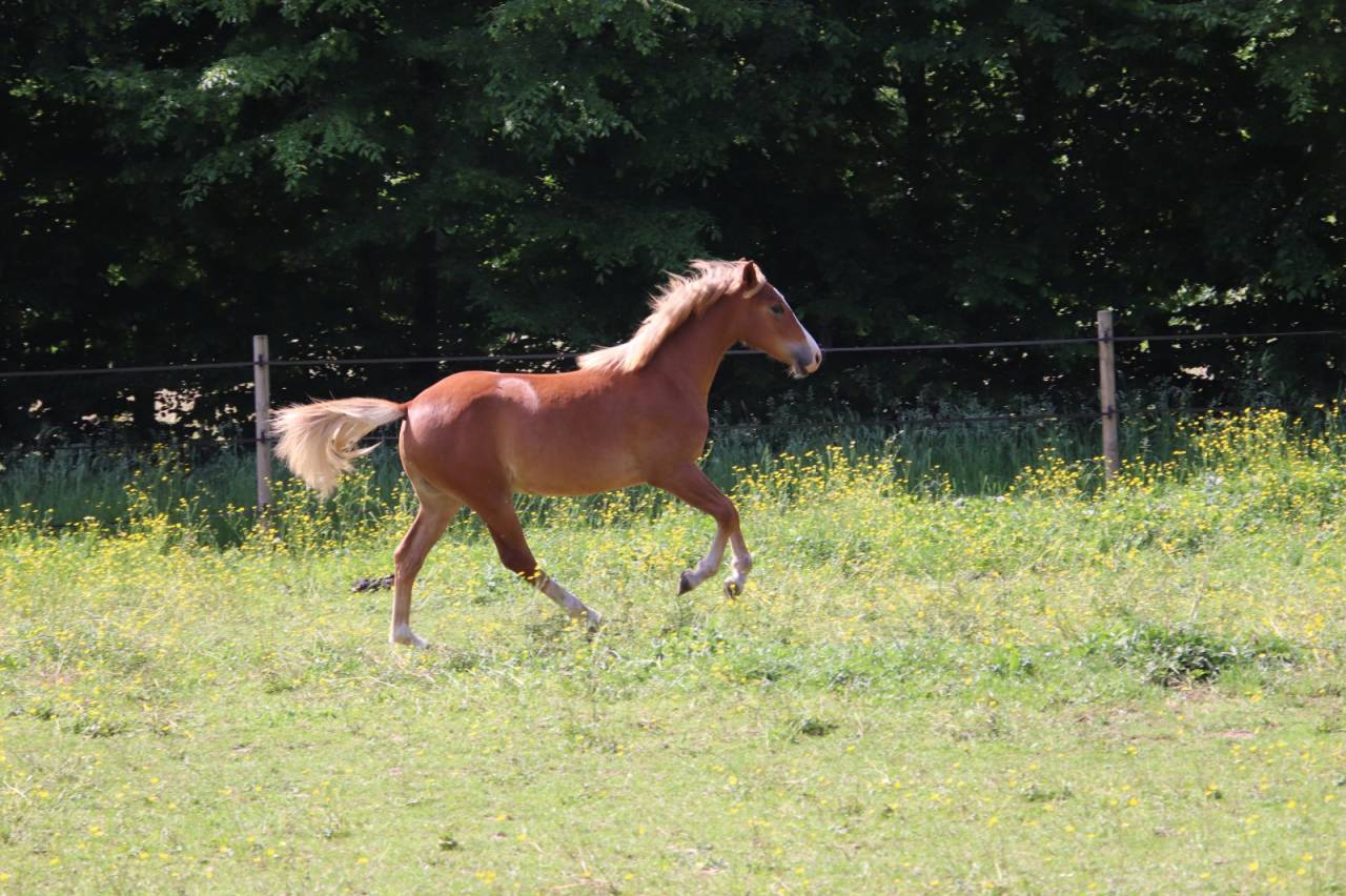 Filly French Saddle Pony For sale 2025 Chesnut