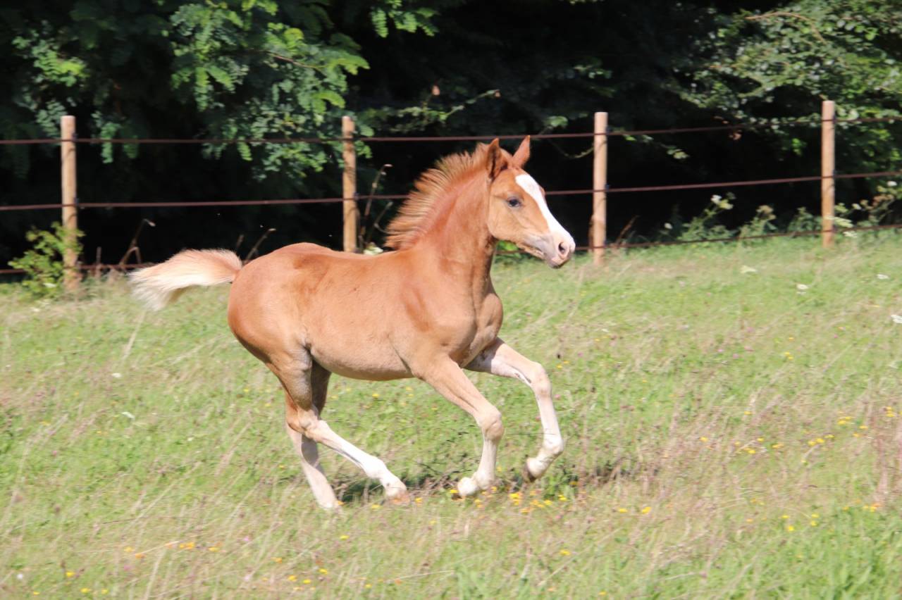 Filly French Saddle Pony For sale 2025 Chesnut