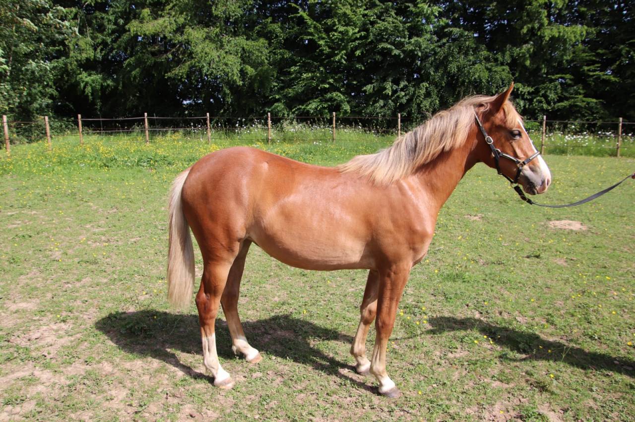 Filly French Saddle Pony For sale 2025 Chesnut