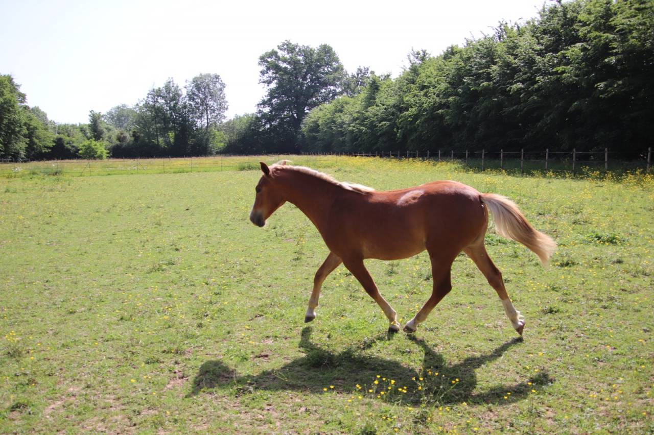 Filly French Saddle Pony For sale 2025 Chesnut