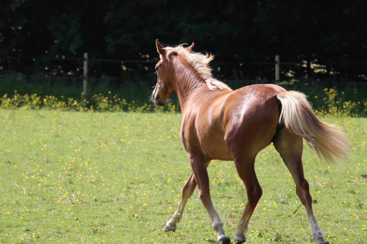 Filly French Saddle Pony For sale 2025 Chesnut