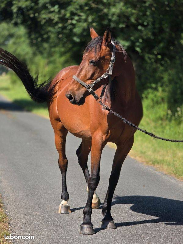 Mare French Trotter For sale 2016 Bay