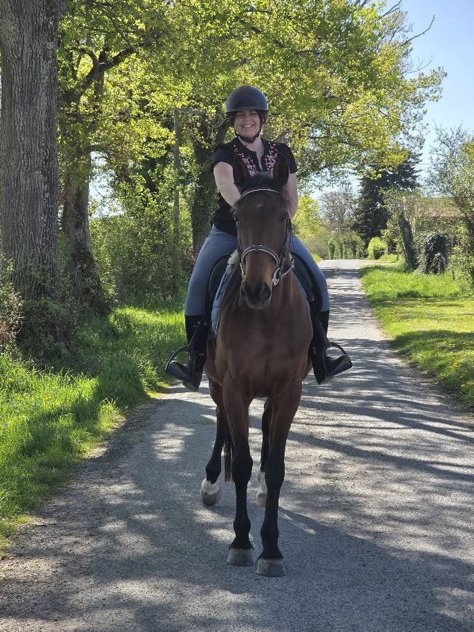 Mare French Trotter For sale 2016 Bay