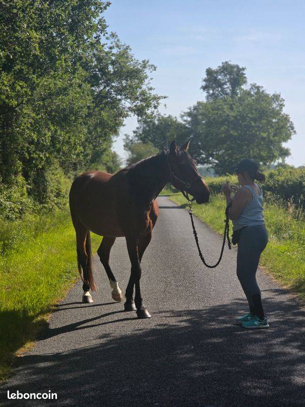 Mare French Trotter For sale 2016 Bay