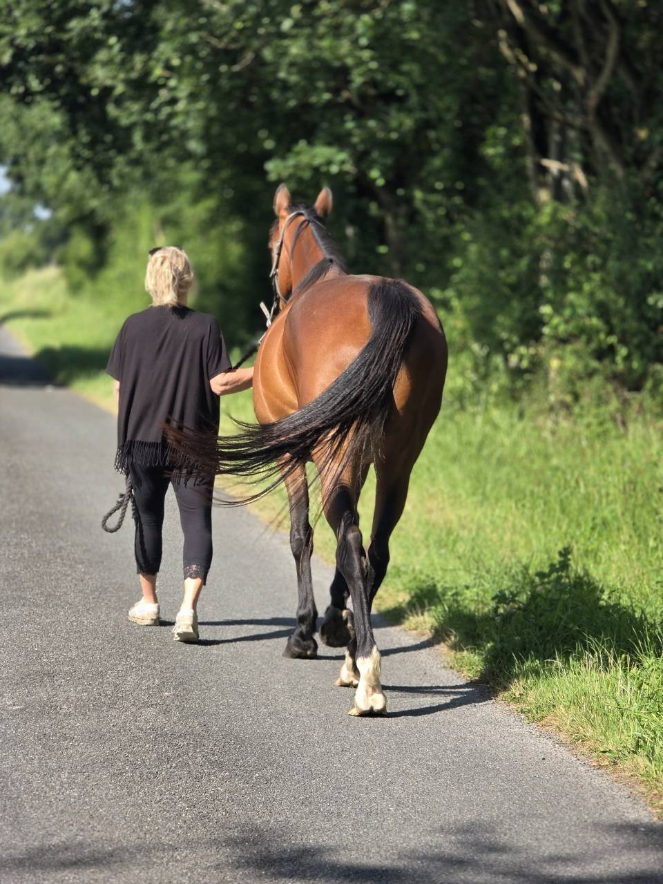 Mare French Trotter For sale 2016 Bay