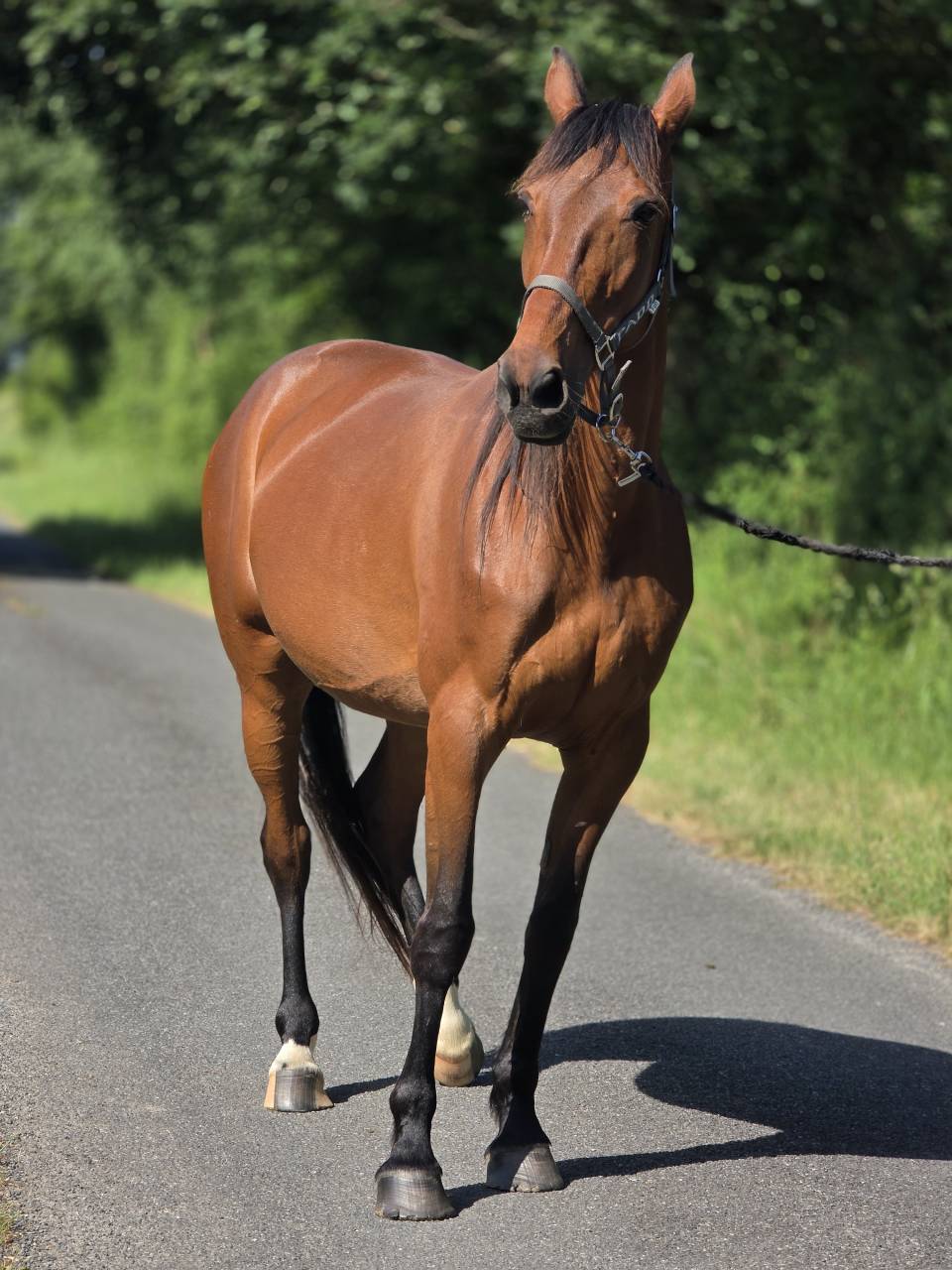 Mare French Trotter For sale 2016 Bay