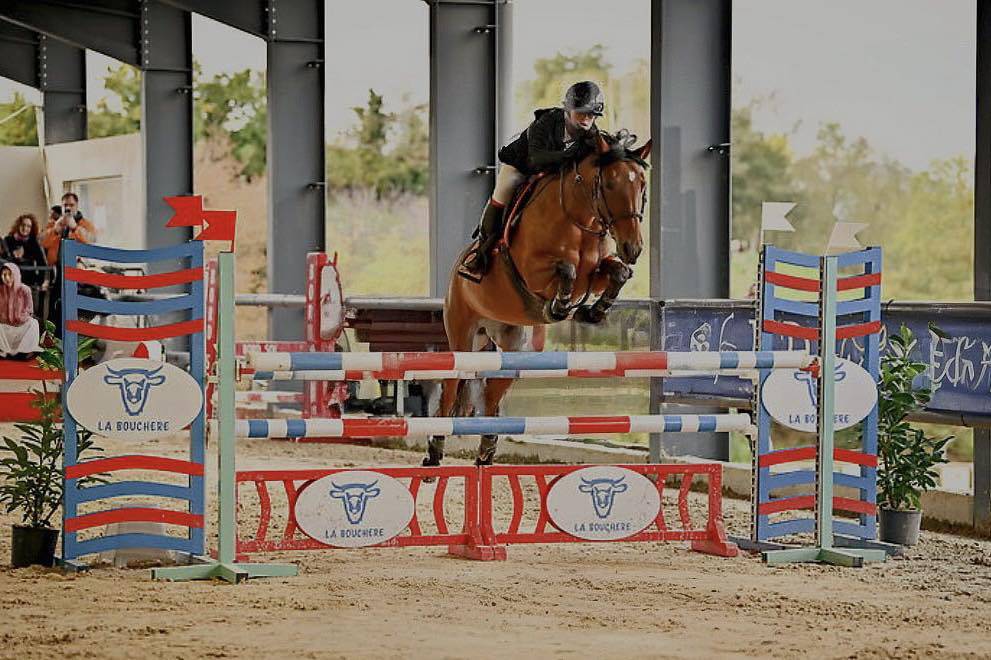 Mare French Saddle Pony For loan 2013 Bay