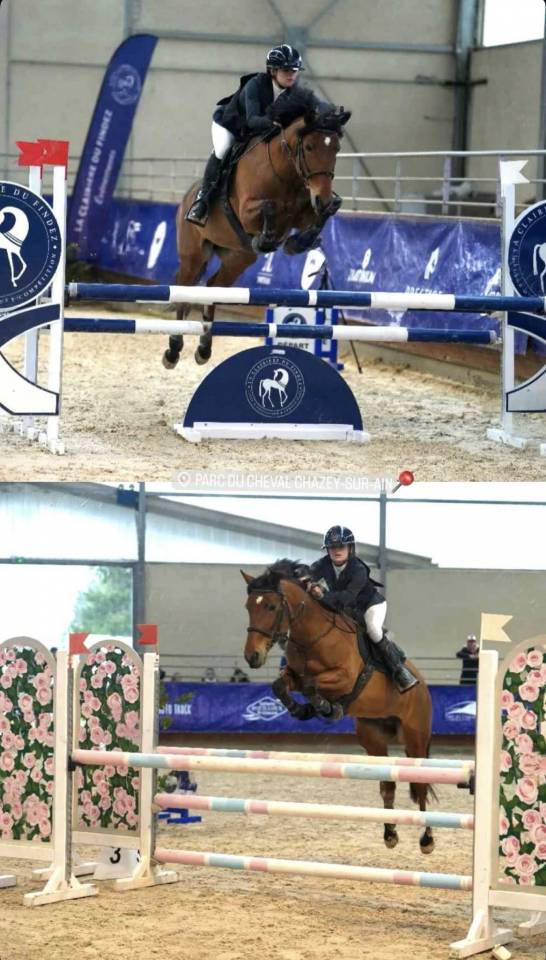 Mare French Saddle Pony For loan 2013 Bay
