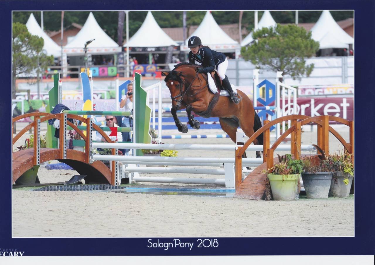 Mare French Saddle Pony For loan 2013 Bay