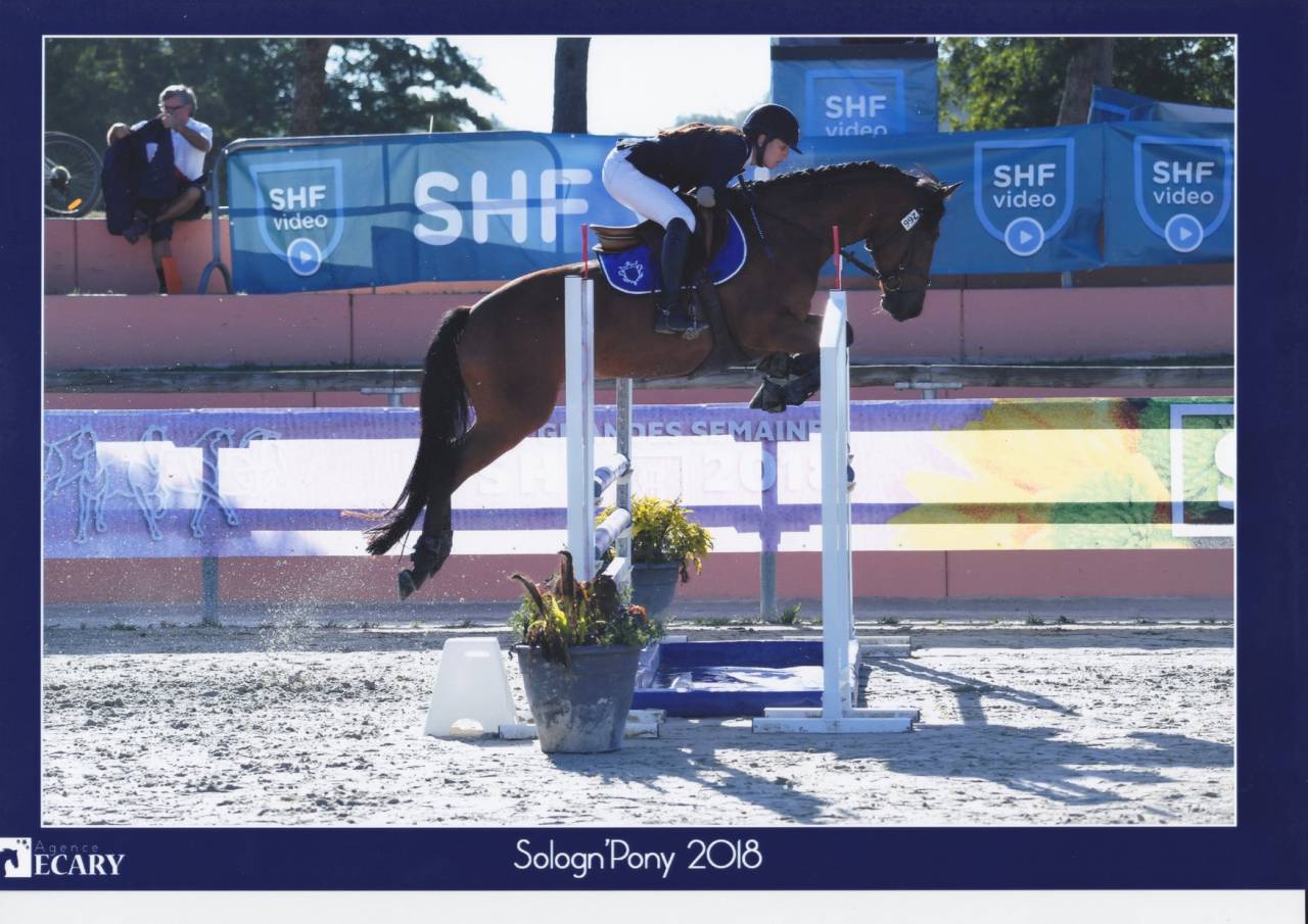 Mare French Saddle Pony For loan 2013 Bay