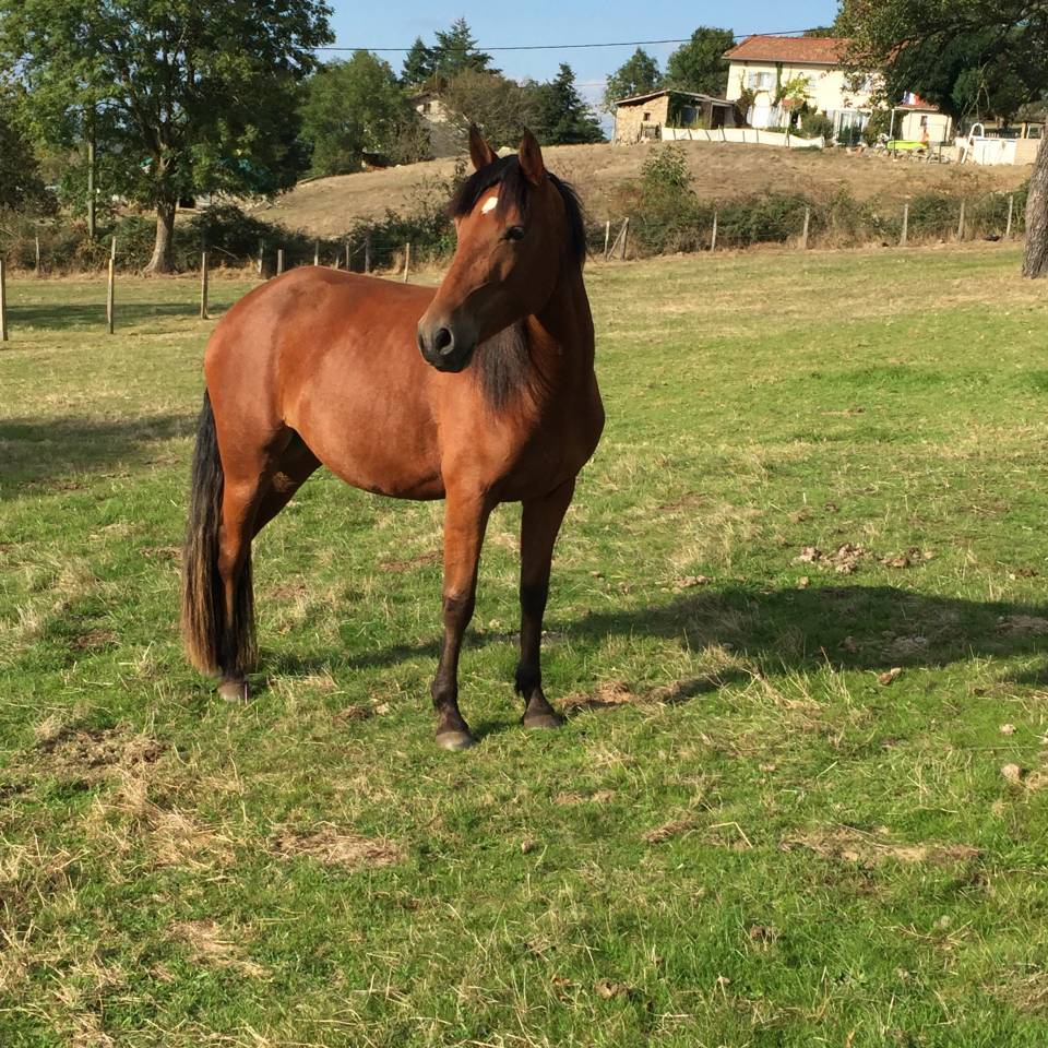 Mare French Saddle Pony For loan 2013 Bay