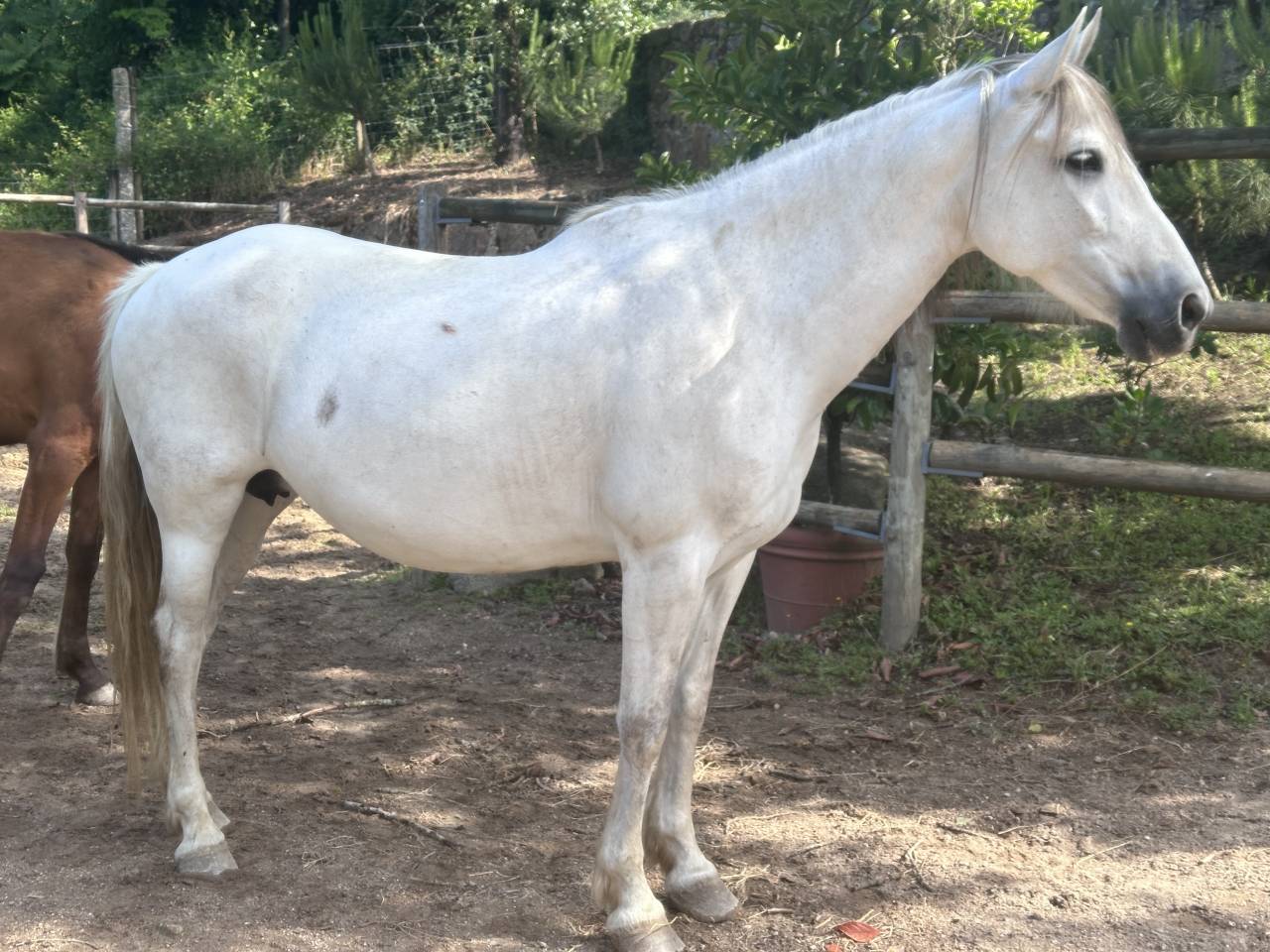 Mare PRE Pure Spanish Bred For sale 2015 Grey