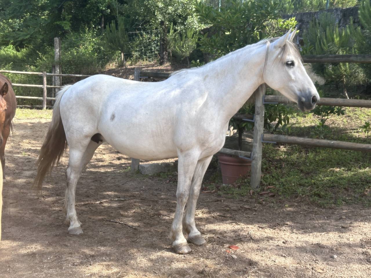 Mare PRE Pure Spanish Bred For sale 2015 Grey