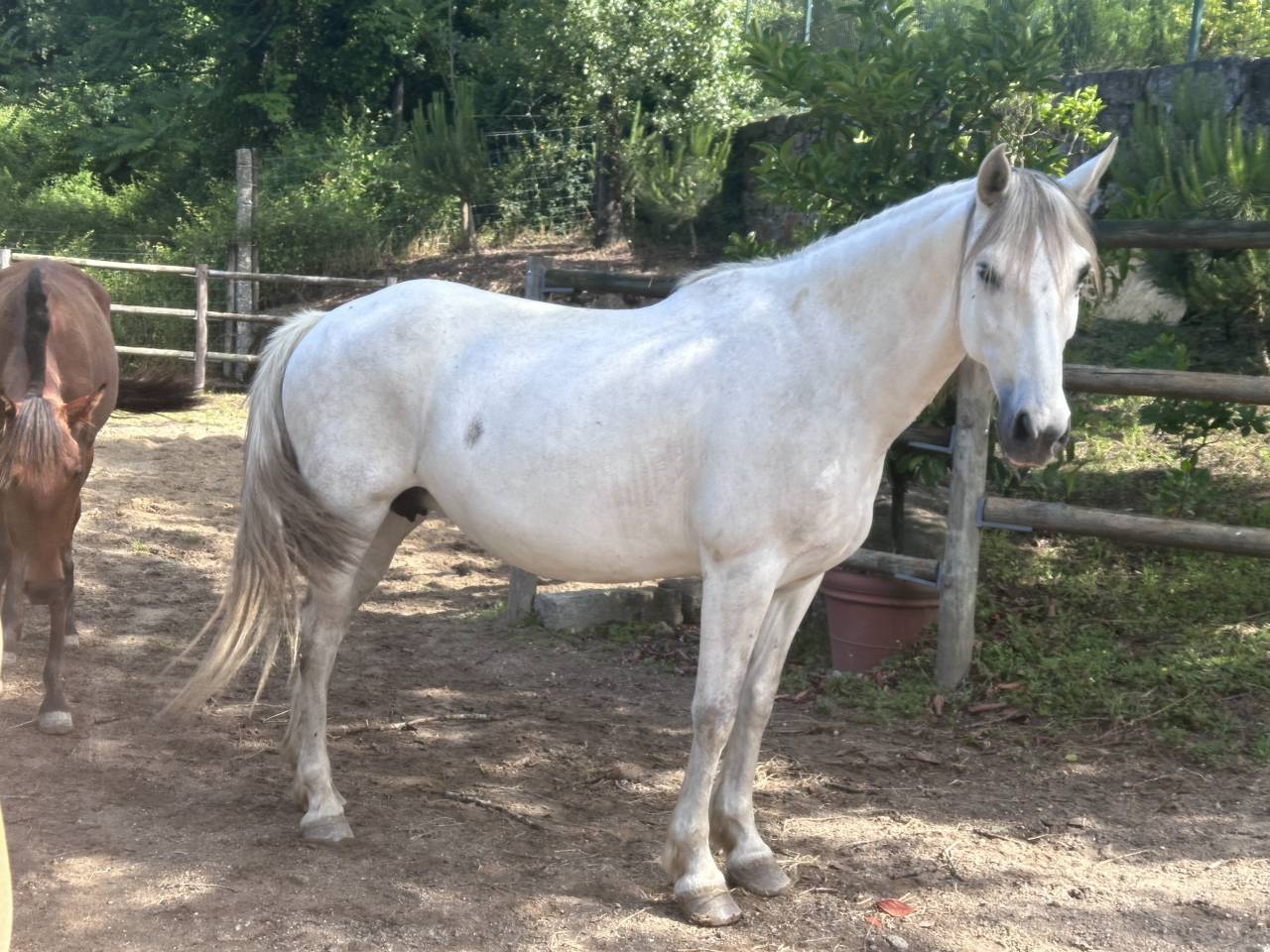 Mare PRE Pure Spanish Bred For sale 2015 Grey