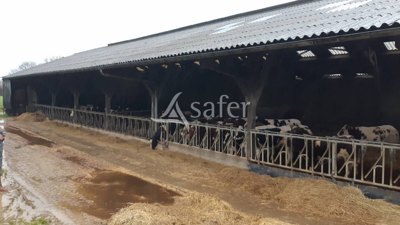 Dairy farm  Mayenne