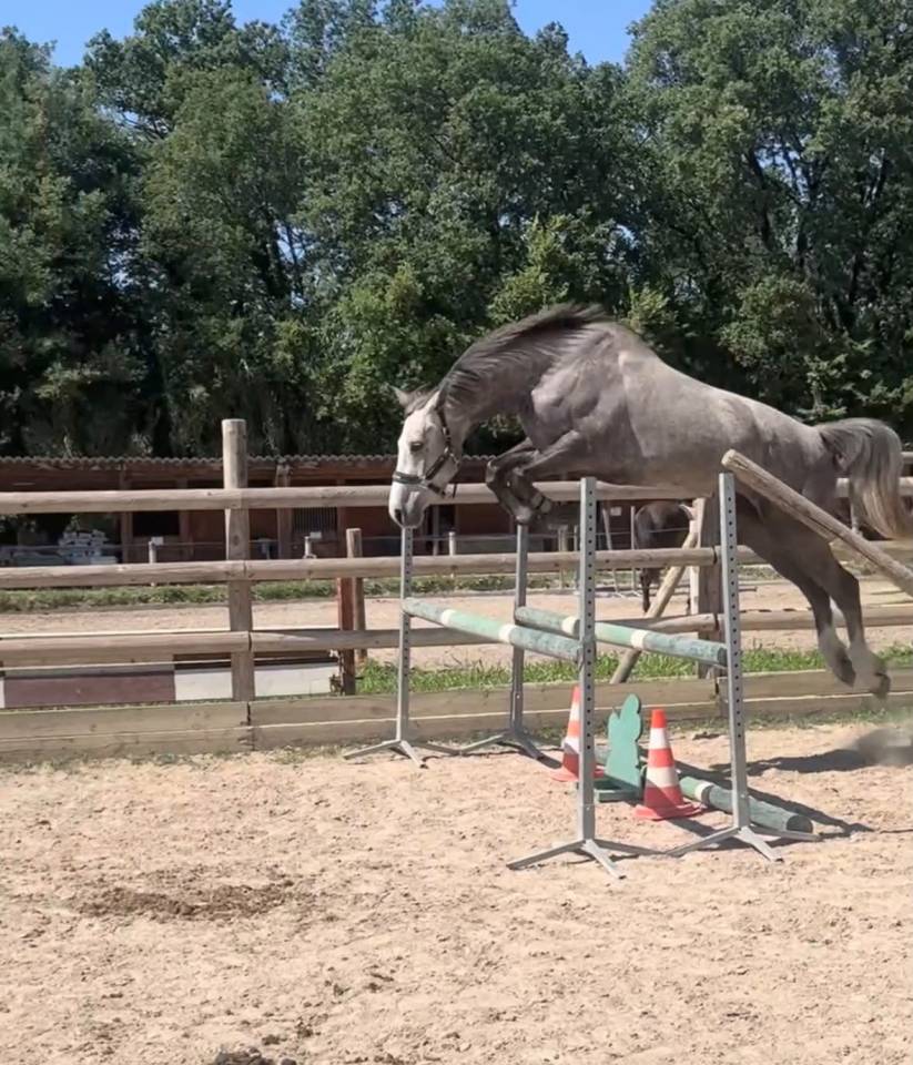 Mare Origin Recorded For sale 2022 Grey
