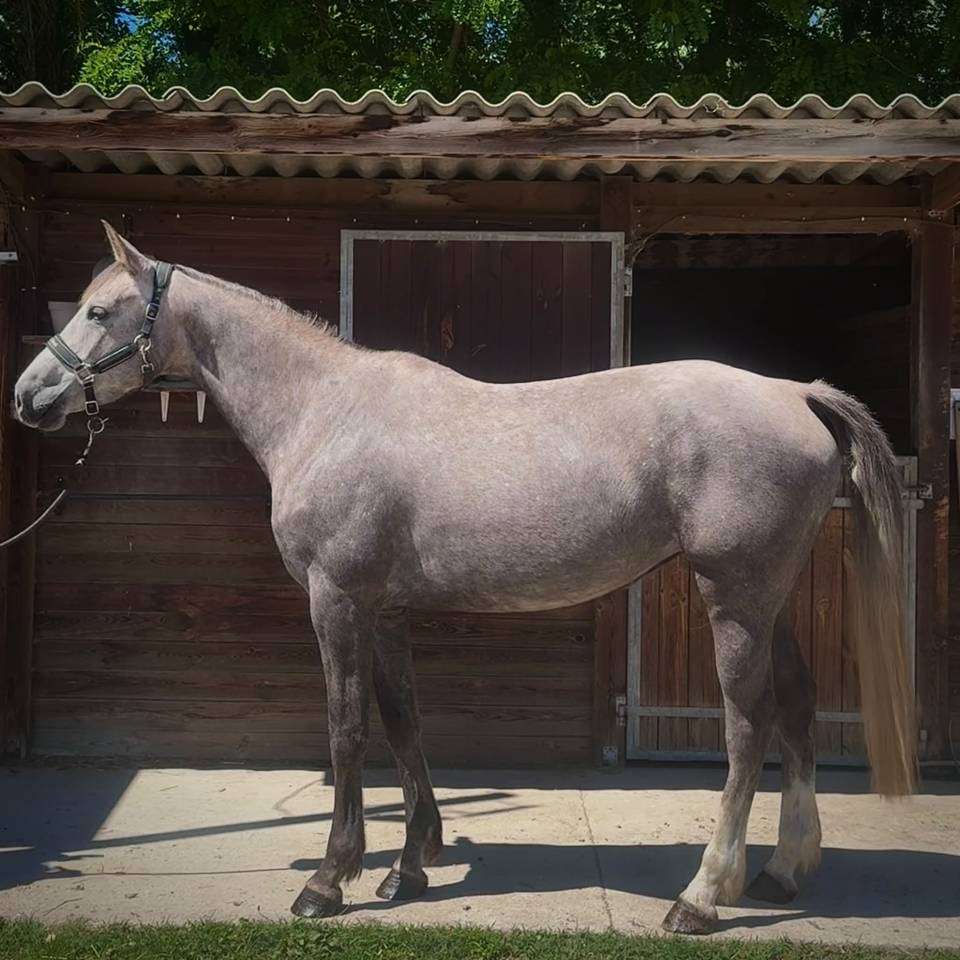 Mare Origin Recorded For sale 2022 Grey