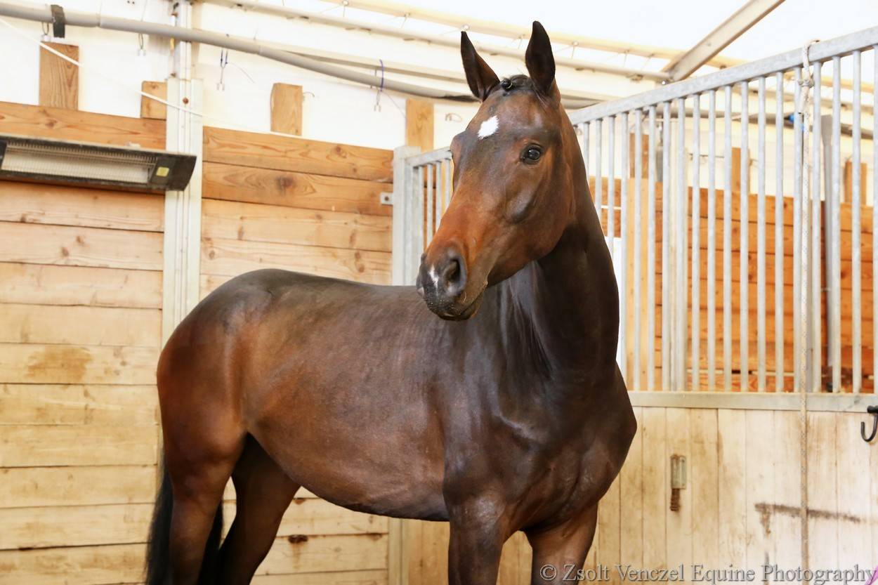Outstanding young dressage mare 