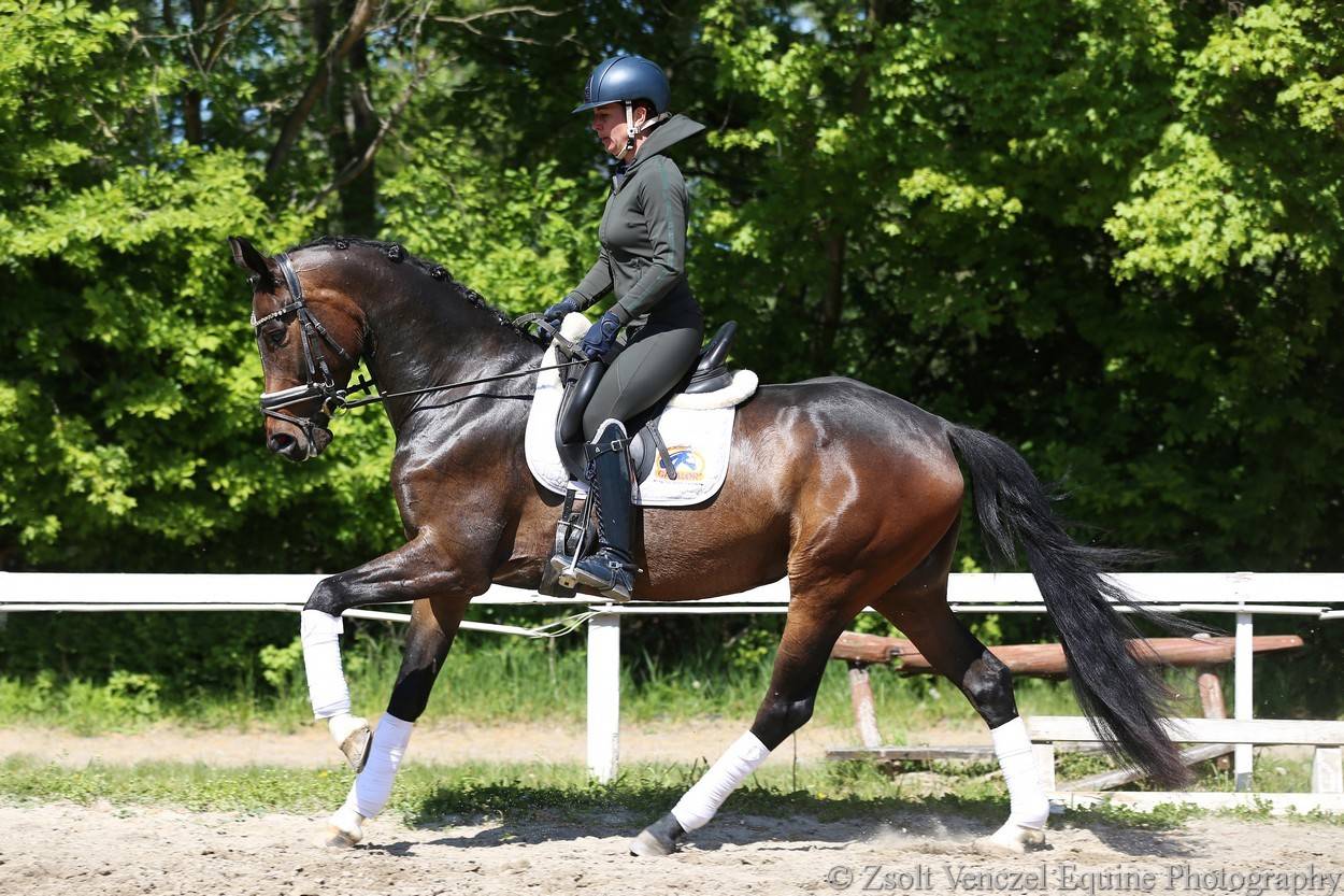 Outstanding young dressage mare 