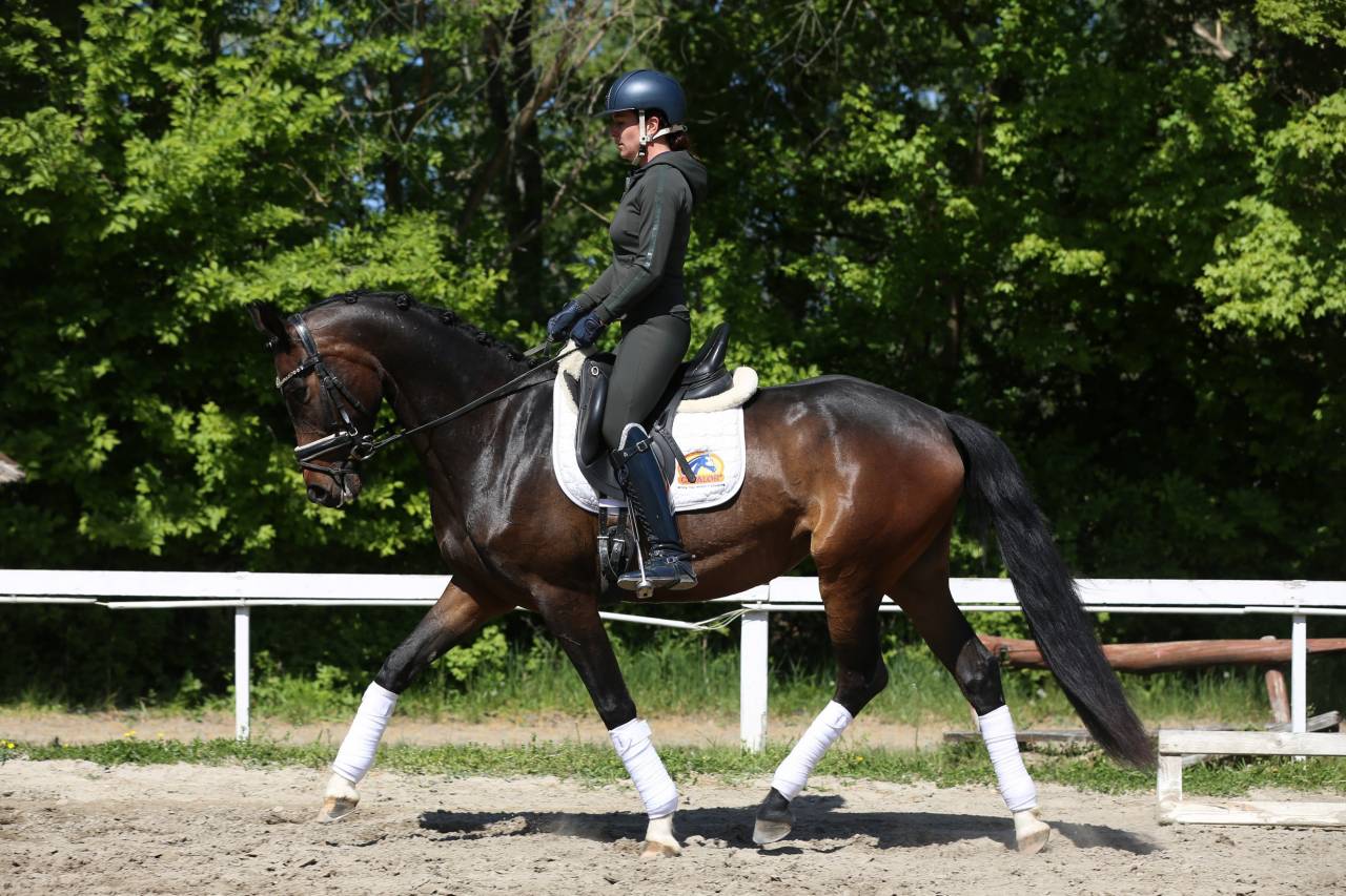 Outstanding young dressage mare 