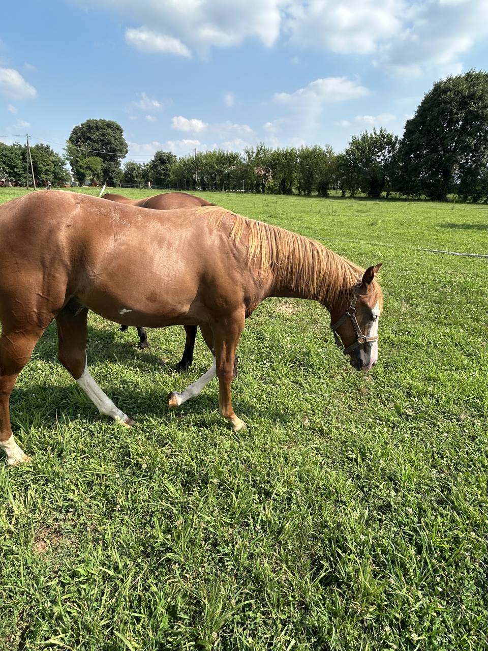 Entire Paint For sale 2024 Chesnut