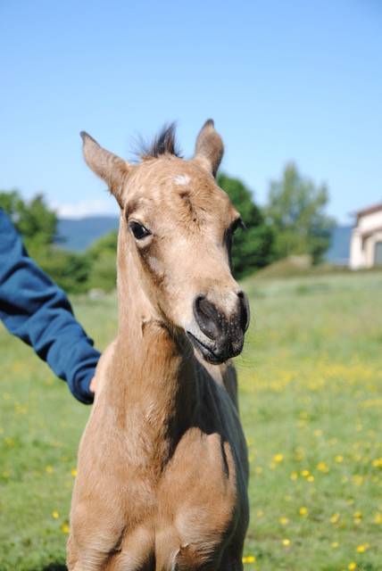 Filly Welsh Part Bred For sale 2026 Buckskin