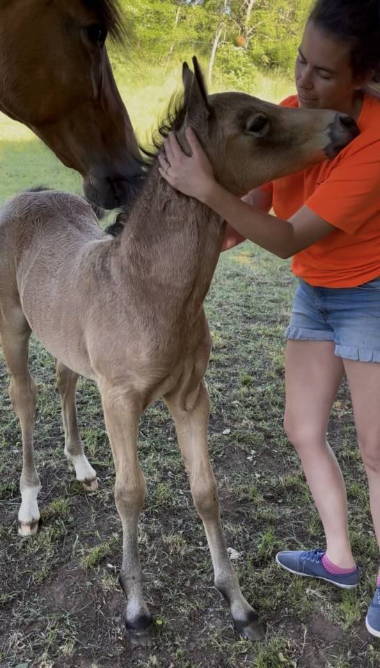 Filly Welsh Part Bred For sale 2026 Buckskin