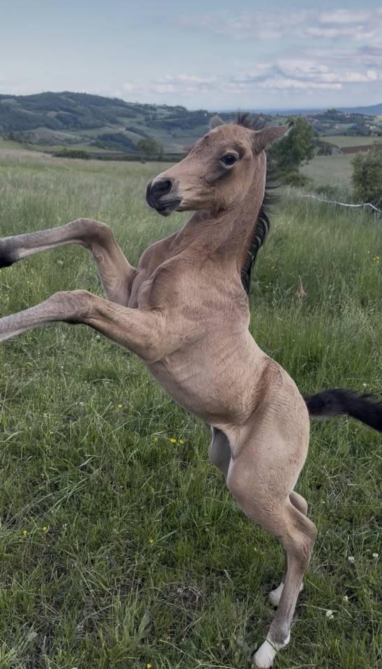 Filly Welsh Part Bred For sale 2026 Buckskin