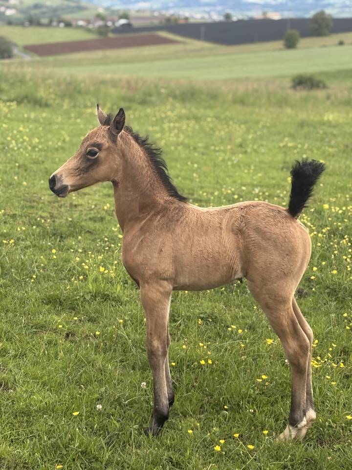 Filly Welsh Part Bred For sale 2026 Buckskin